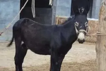 养殖肉驴的饲养及育肥技术