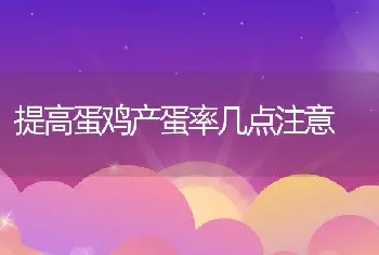 提高蛋鸡产蛋率几点注意