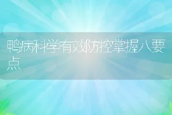 鸭病科学有效防控掌握八要点