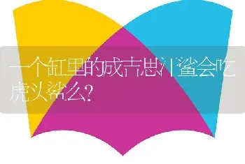 一个缸里的成吉思汗鲨会吃虎头鲨么？