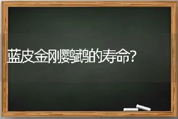 蓝皮金刚鹦鹉的寿命？