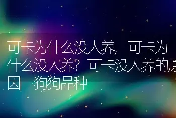 可卡为什么没人养，可卡为什么没人养？可卡没人养的原因|狗狗品种