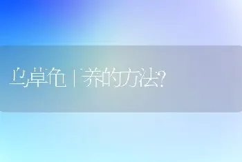 乌草龟干养的方法？