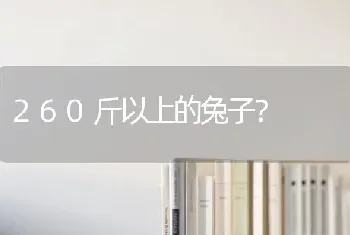 260斤以上的兔子？