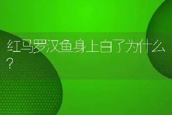 红马罗汉鱼身上白了为什么？