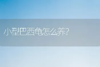 小型巴西龟怎么养？