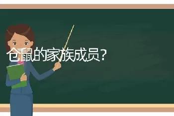 仓鼠的家族成员？