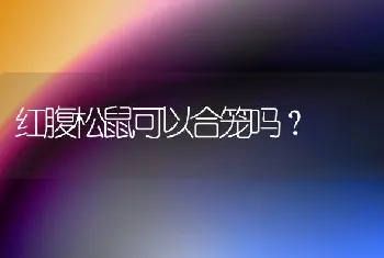 红腹松鼠可以合笼吗？