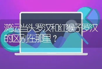 鸿运当头罗汉和红猴子罗汉的区别在那里？