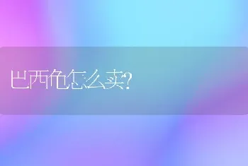 巴西龟怎么卖？