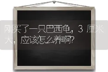 刚买了一只巴西龟，3厘米大，应该怎么养啊？