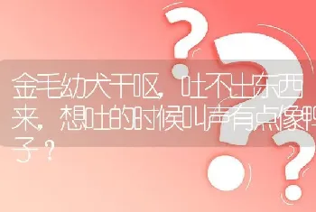 金毛幼犬干呕，吐不出东西来，想吐的时候叫声有点像鸭子？