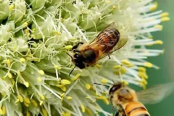 蜜蜂养殖场消毒技术有哪些？