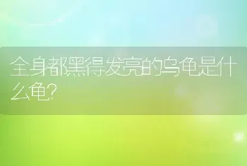 全身都黑得发亮的乌龟是什么龟？