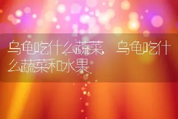 乌龟吃什么蔬菜，乌龟吃什么蔬菜和水果