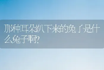 那种耳朵趴下来的兔子是什么兔子啊？