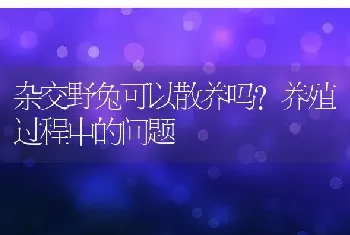 杂交野兔可以散养吗？养殖过程中的问题