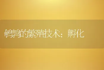 鹌鹑的繁殖技术：孵化