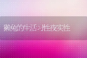 獭兔的生活习性夜实性