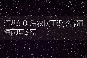 江西80后农民工返乡养殖梅花鹿致富