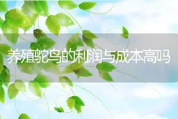 养殖鸵鸟的利润与成本高吗