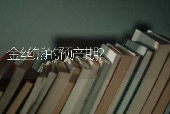 金丝熊的预产期？