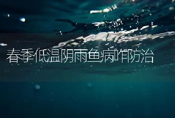 春季低温阴雨鱼病咋防治