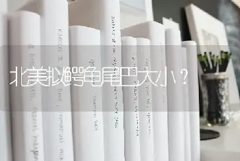 北美拟鳄龟尾巴大小？