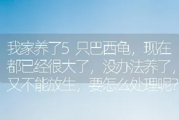 农村的野外狸花猫最晚几岁不能生育？