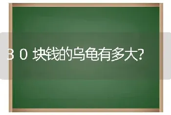 30块钱的乌龟有多大？