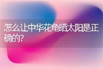 怎么让中华花龟晒太阳是正确的？