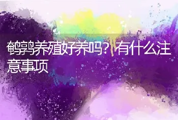 鹌鹑养殖好养吗？有什么注意事项