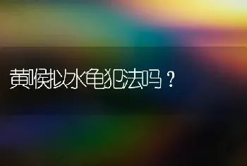 黄喉拟水龟犯法吗？