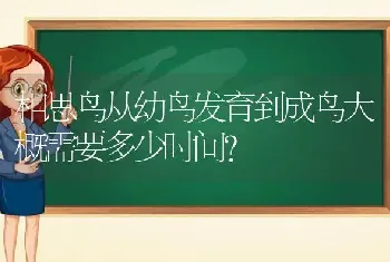 相思鸟从幼鸟发育到成鸟大概需要多少时间？