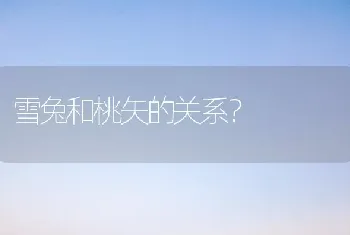 雪兔和桃矢的关系？