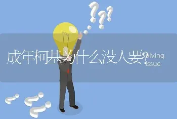 成年柯基为什么没人要？