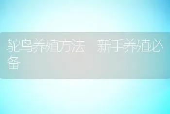 鸵鸟养殖方法 新手养殖必备