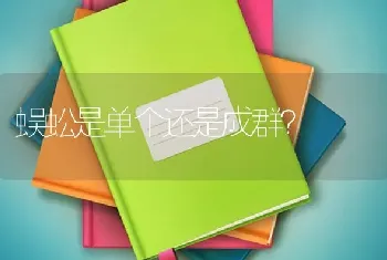 蜈蚣是单个还是成群？