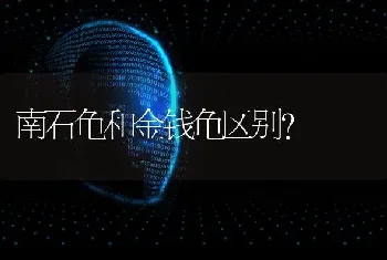 南石龟和金钱龟区别？