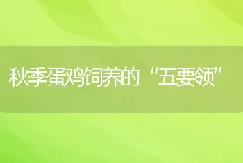 秋季蛋鸡饲养的“五要领”