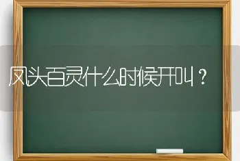 凤头百灵什么时候开叫？