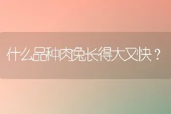 什么品种肉兔长得大又快？