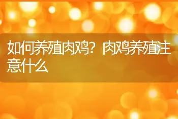 如何养殖肉鸡？肉鸡养殖注意什么