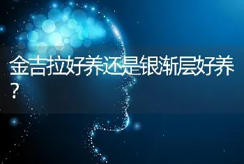 金吉拉好养还是银渐层好养？