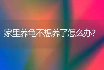 家里养龟不想养了怎么办？