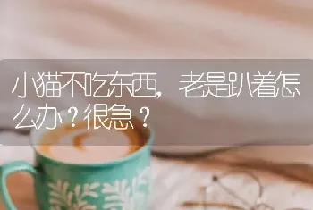 小猫不吃东西，老是趴着怎么办？很急？