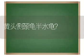 黄头侧颈龟半水龟？