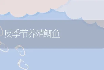 反季节养殖鲫鱼