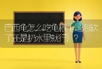 巴西龟怎么吃龟粮（是泡软了还是扔水里就行)？