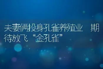 夫妻俩投身孔雀养殖业 期待放飞“金孔雀”